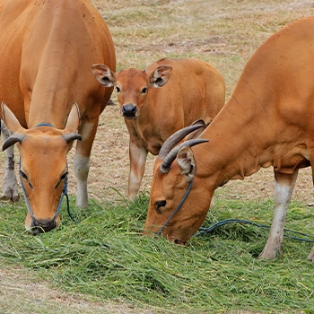 Cattle cows and calf eating grass