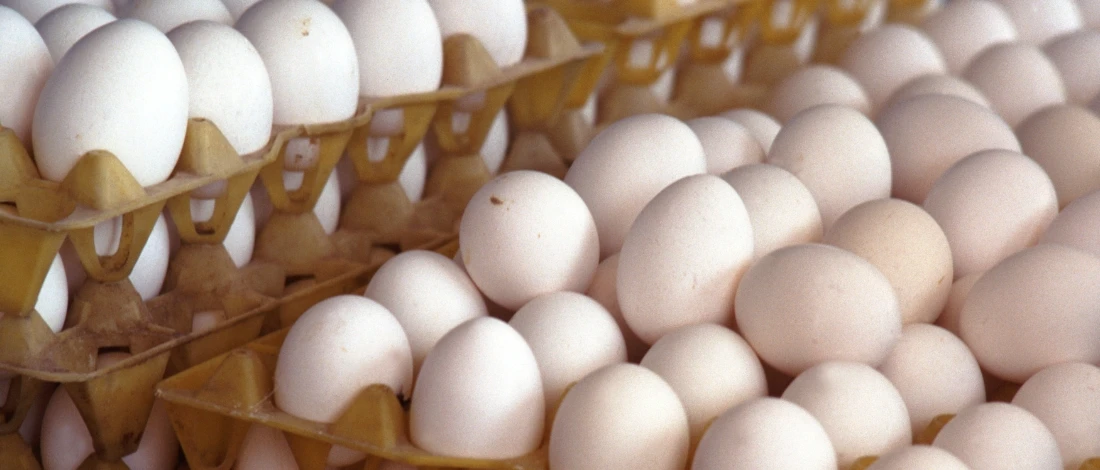Egg Prices Set to Stay Elevated Through 2025 Amid Bird Flu Resurgence Featured Image